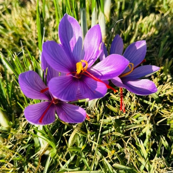 ♥️ this for Notifications when I’m going Live🤳 @JustMyOwnStyle shop XS-XL 👗👚👖👠👟🛍 - Picture 4 of 13